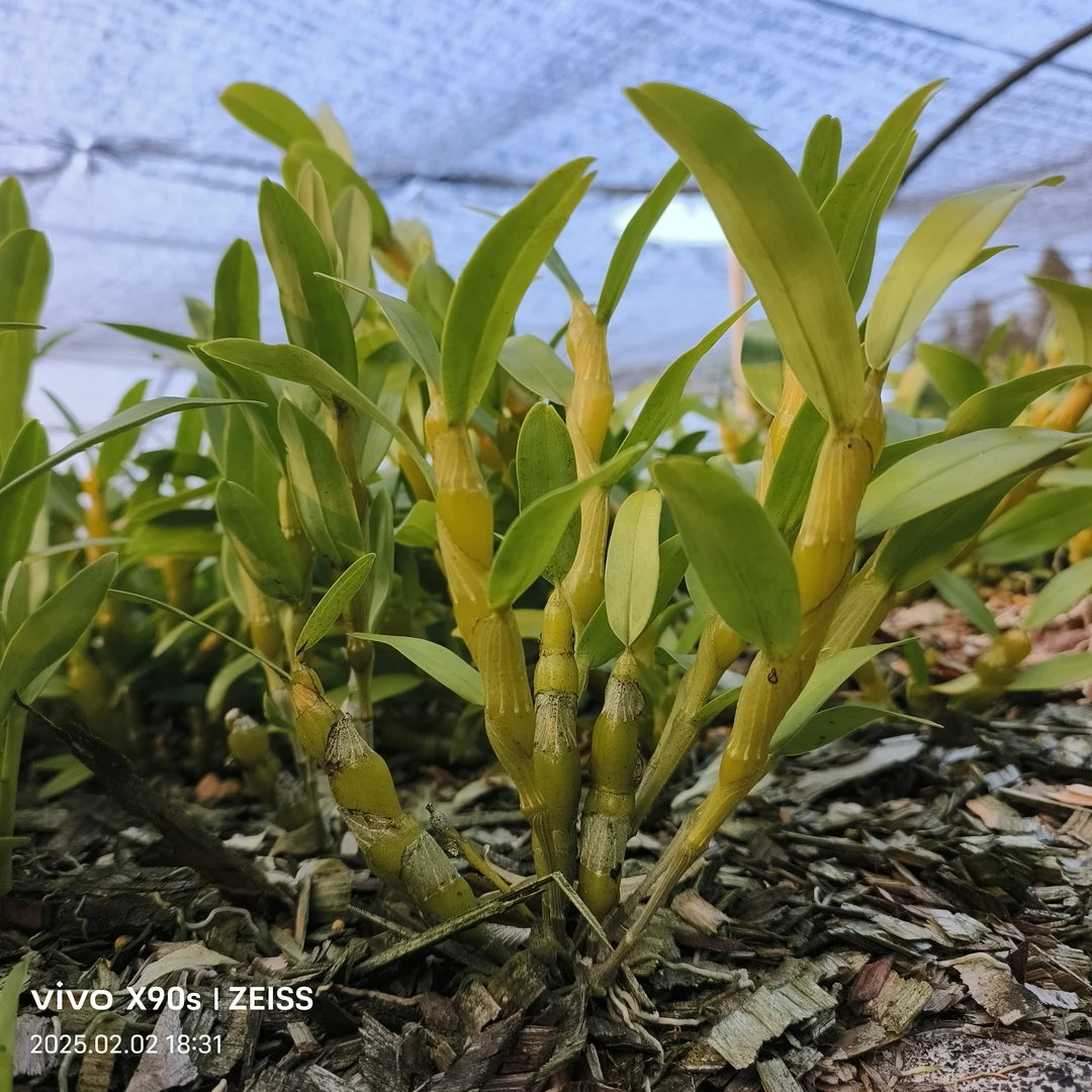 精选自育品种（金钗仙子）花朵大，花期长