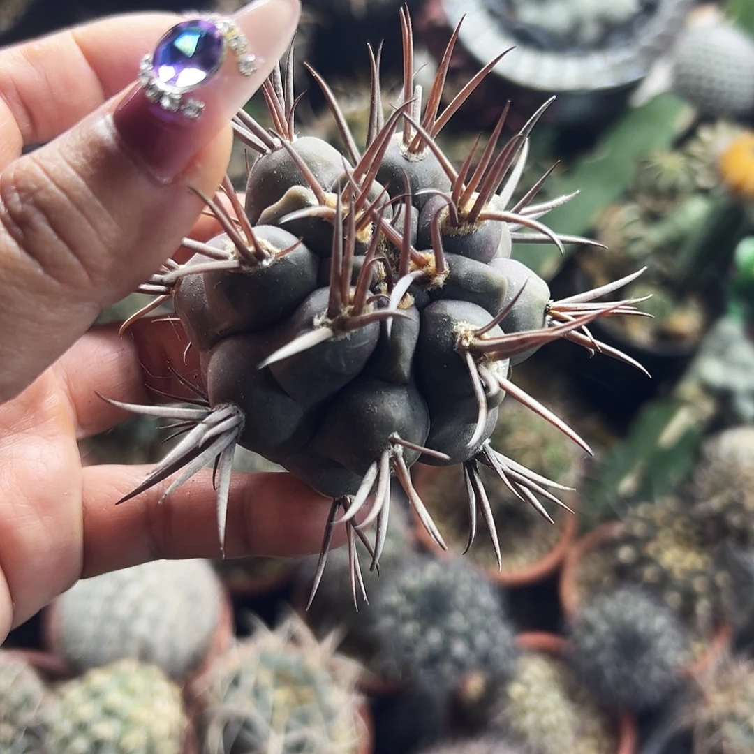 日子摩天龙仙人球6666666