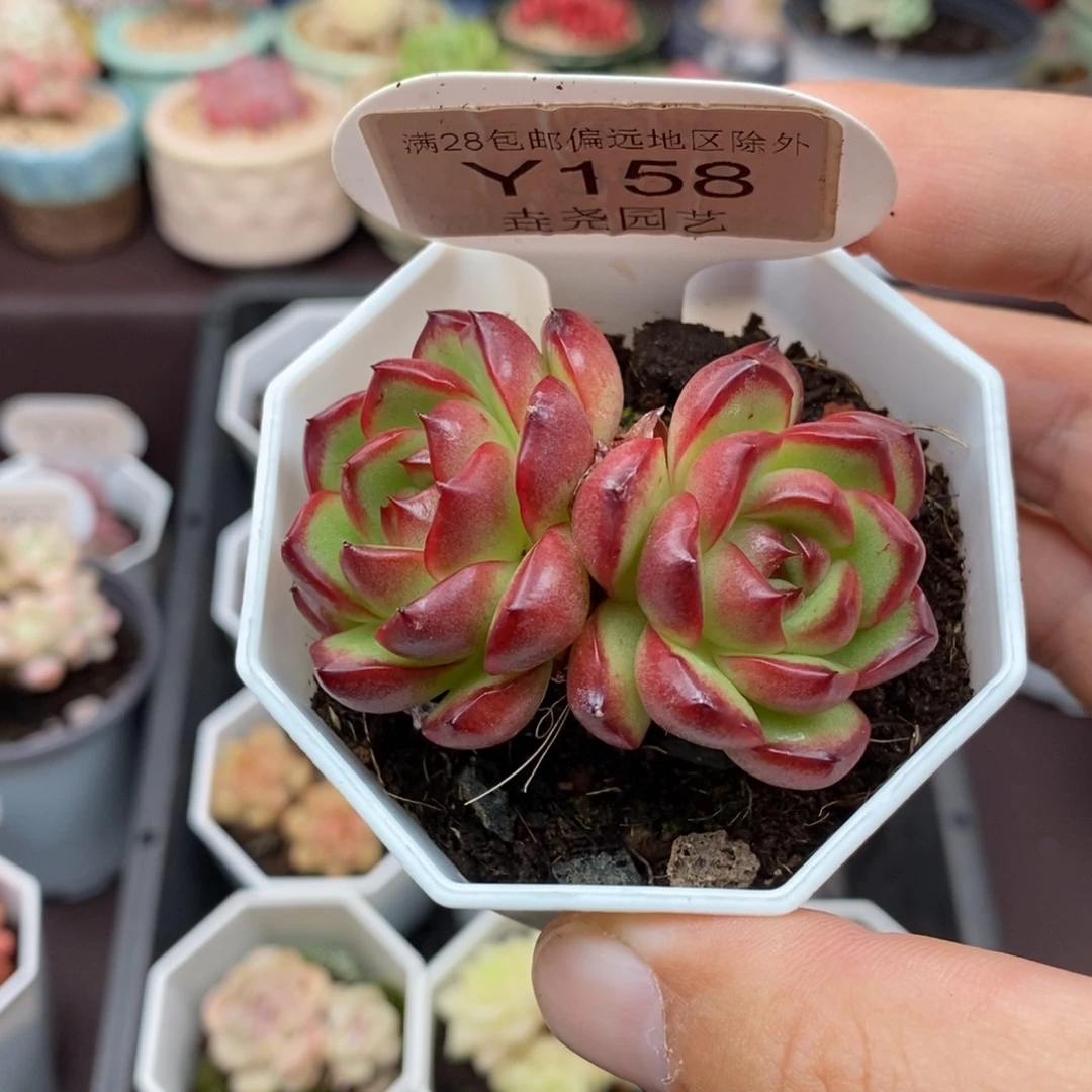 0158 万宝龙 5cm