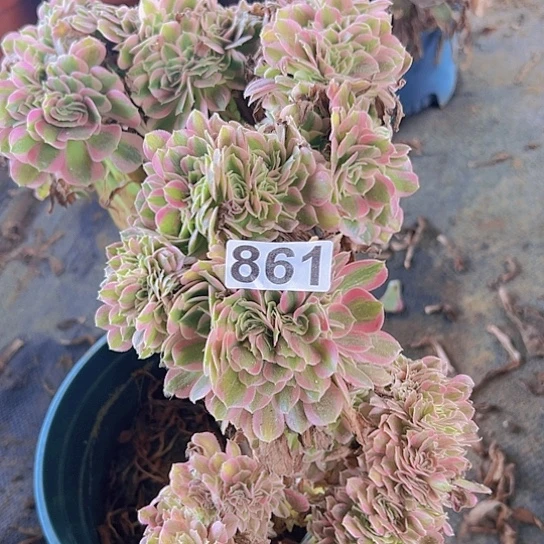 瑜***者多肉植物一个女巫追