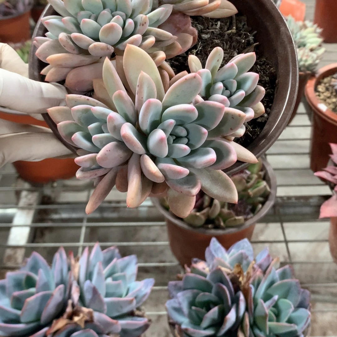 福****来奥普缀化多肉植物