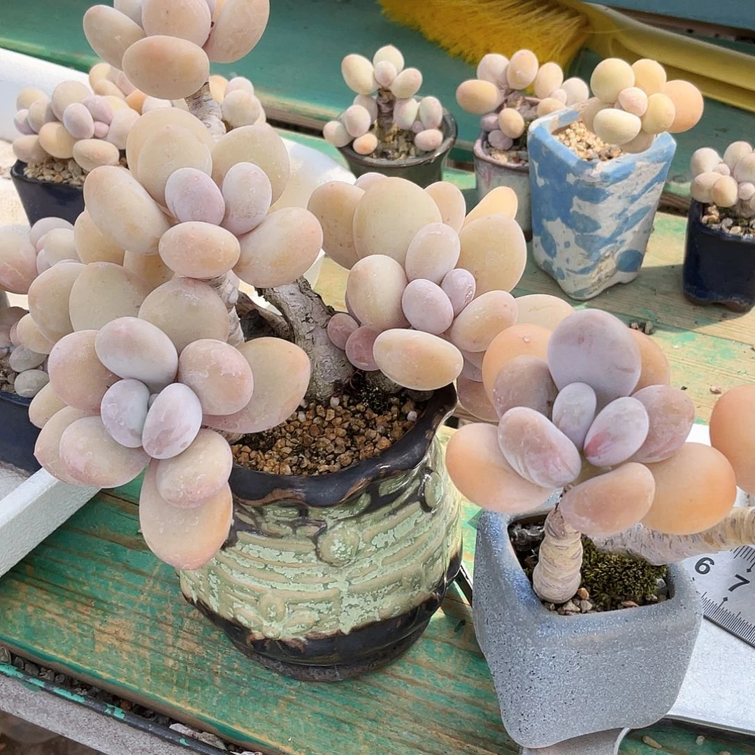 多肉植物的生长发育