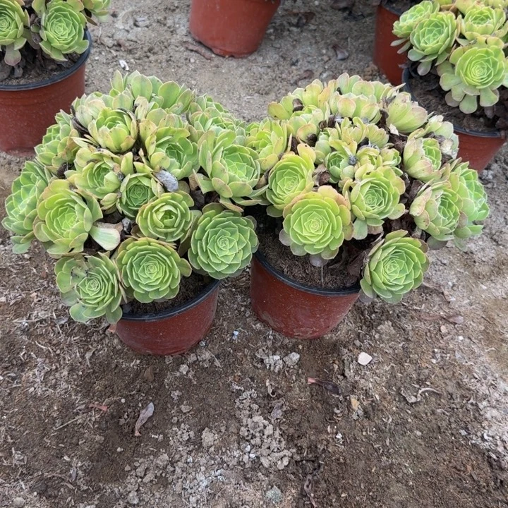 雨荷一颗。多肉植物