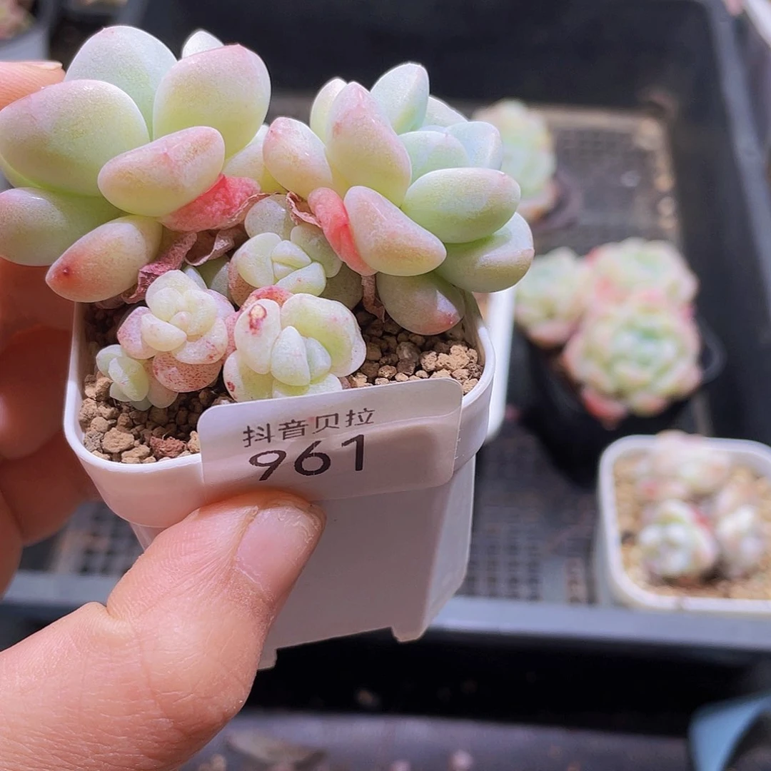 啵**?961 精品多肉一物一拍