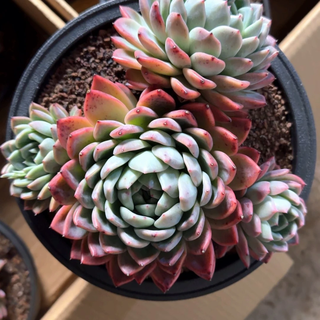 专拍链接多肉精品群生