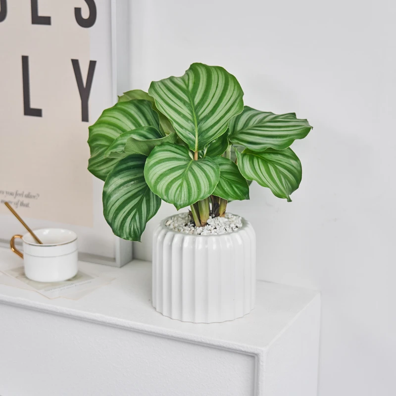 青苹果竹芋北欧风家居桌面盆栽绿植清新四季好养净化空气植物