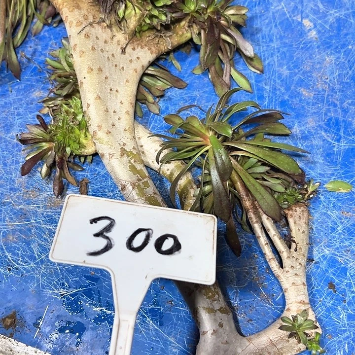 多肉植物黑法师缀花