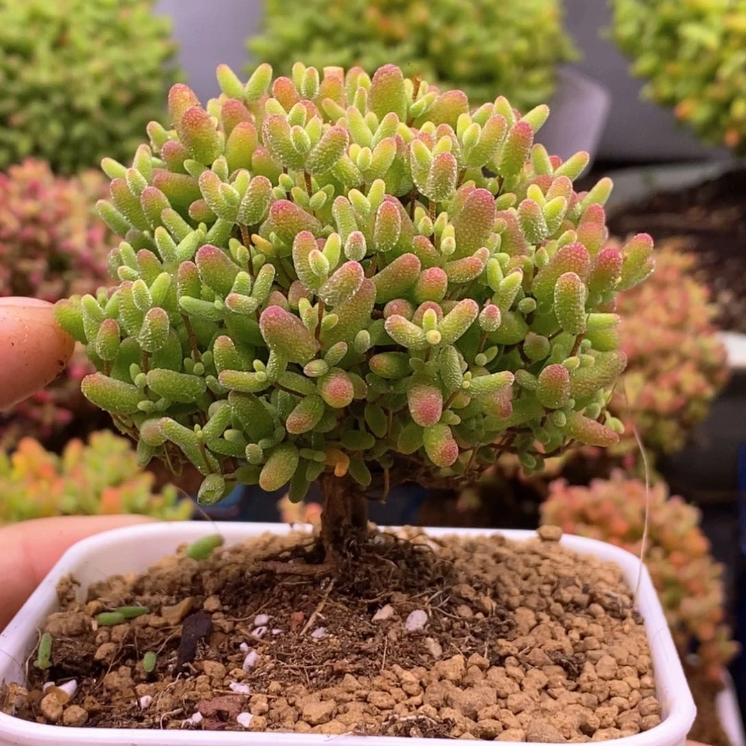 108蜜橘糖球。