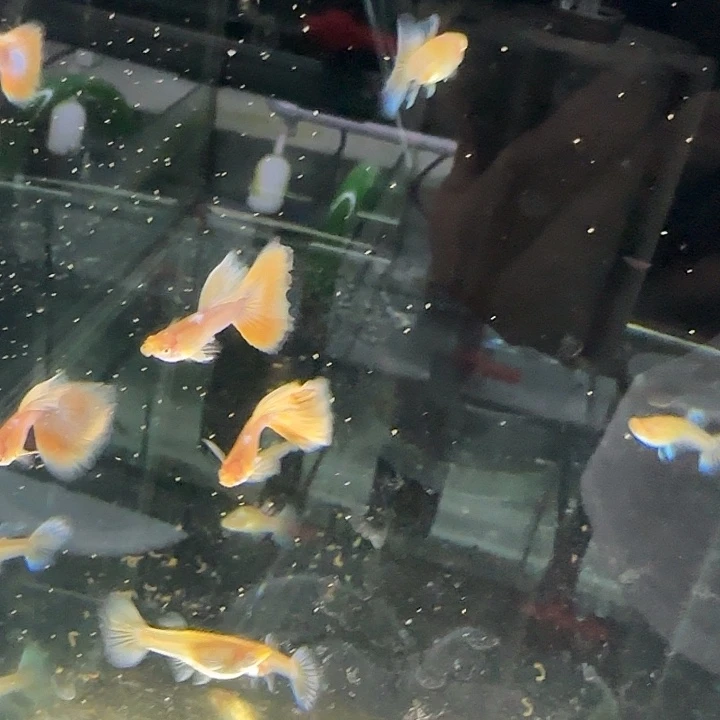 孔雀鱼琥珀白子3对