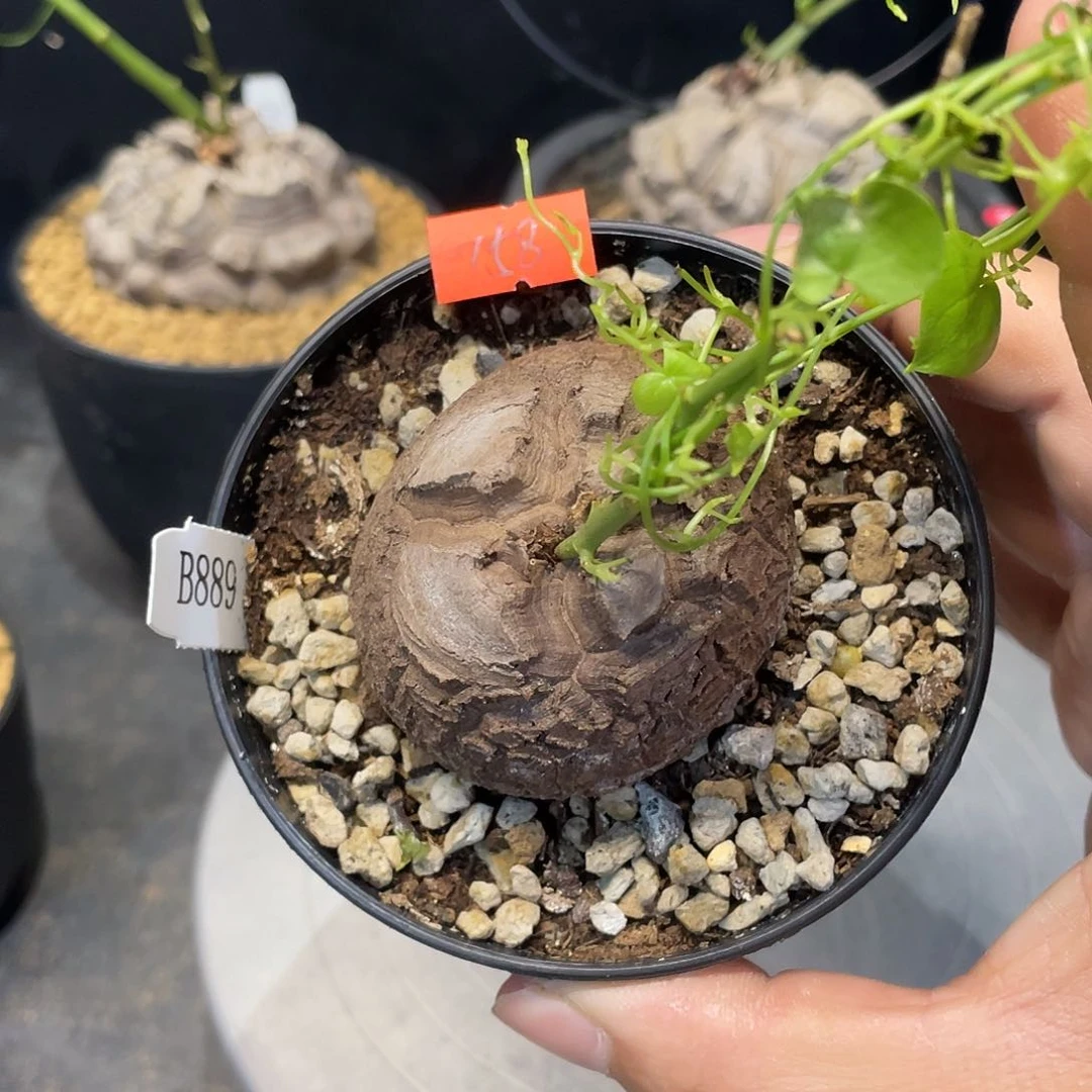 龟甲龙889号不退换