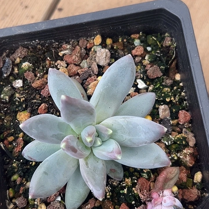 雪戴利个体美人特价一物一拍