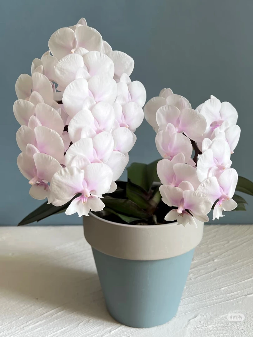 蝴蝶兰【粉色大舌头】带花苞盆栽兰花大苗客厅室内植物花卉四季