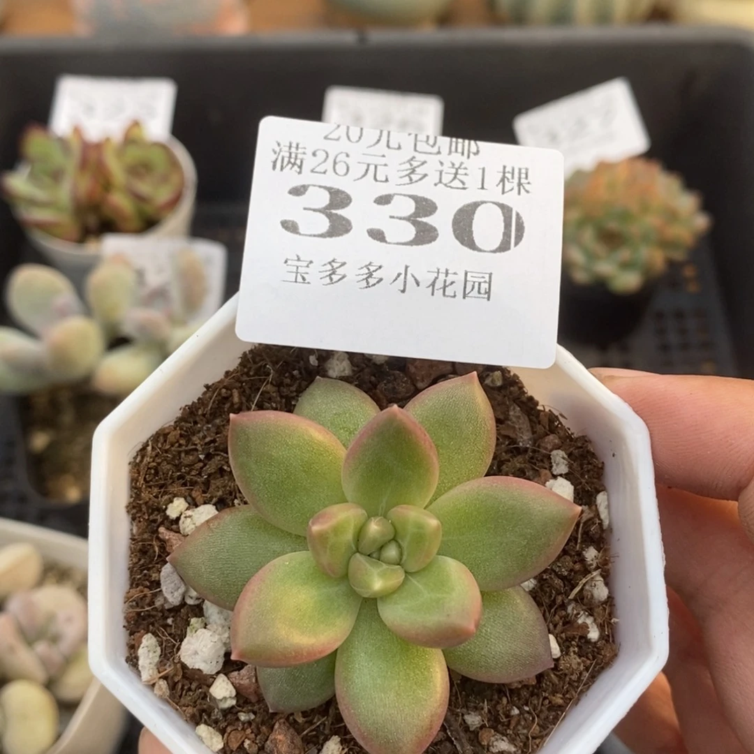 迷雾泡泡一物一拍满20包邮满26送一颗多肉