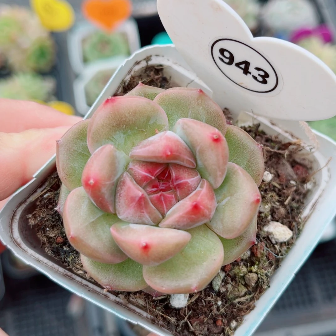 风靡园艺新品珍妮单头