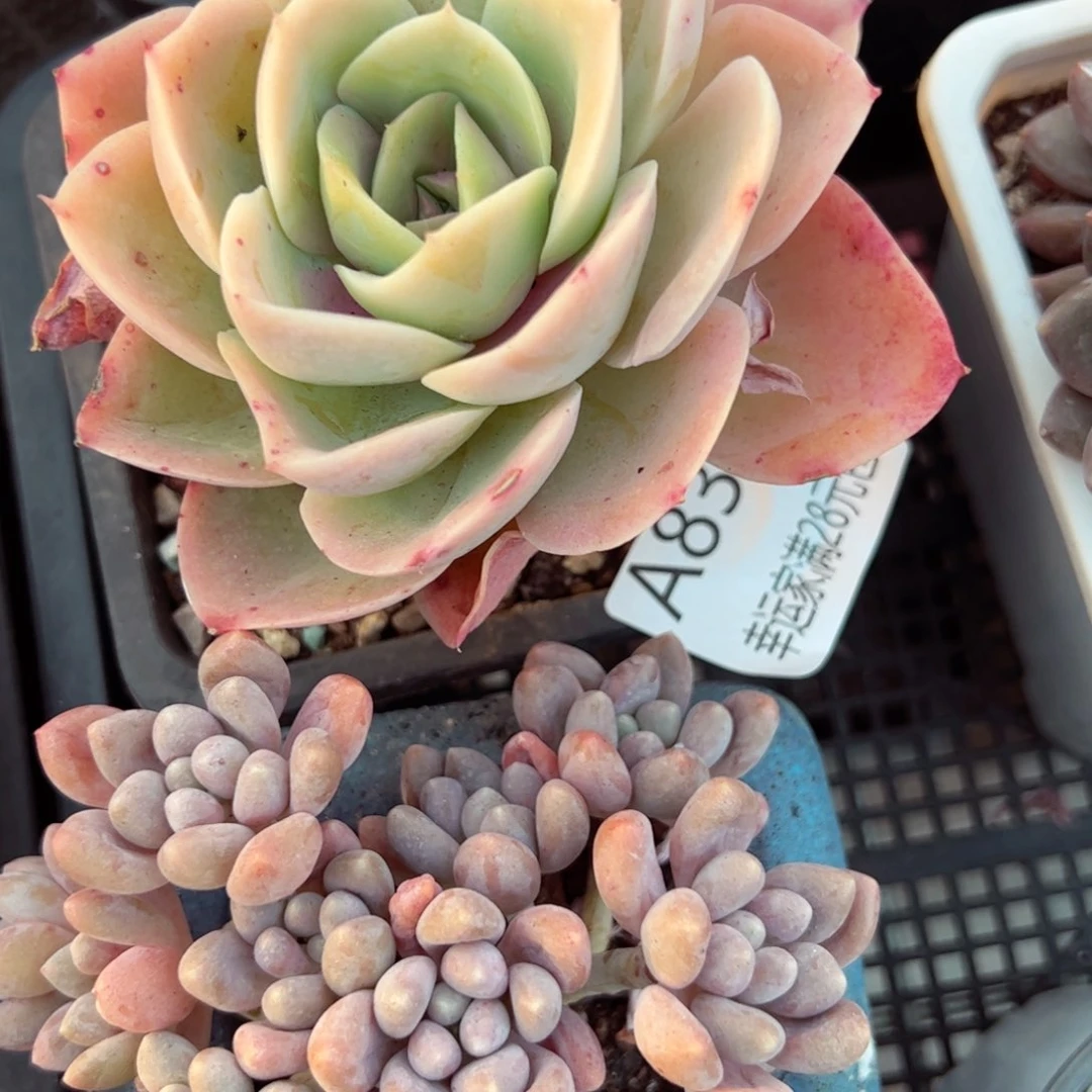 幸运的是我的朋友