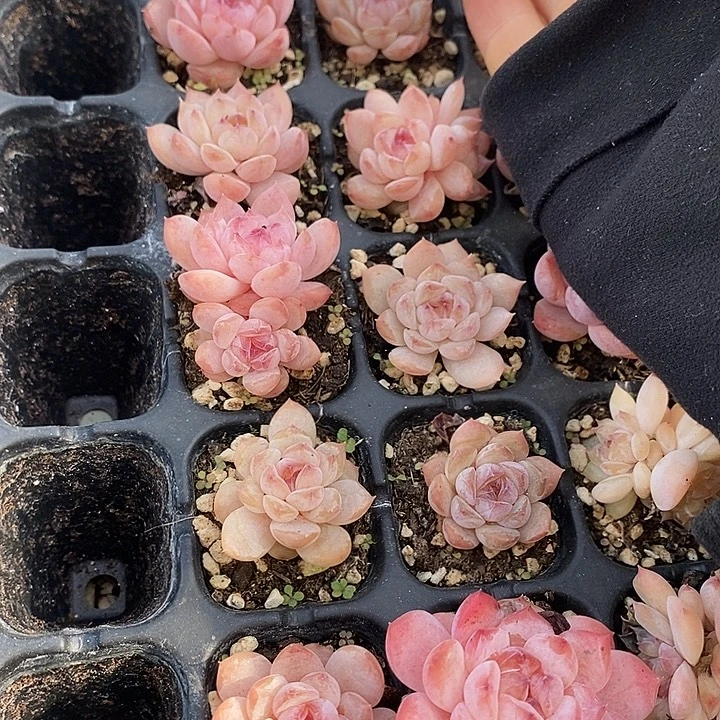 191 多肉植物盆栽花卉