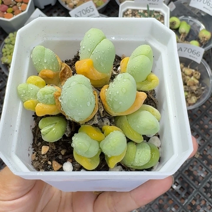 7071 生石花和肉锥