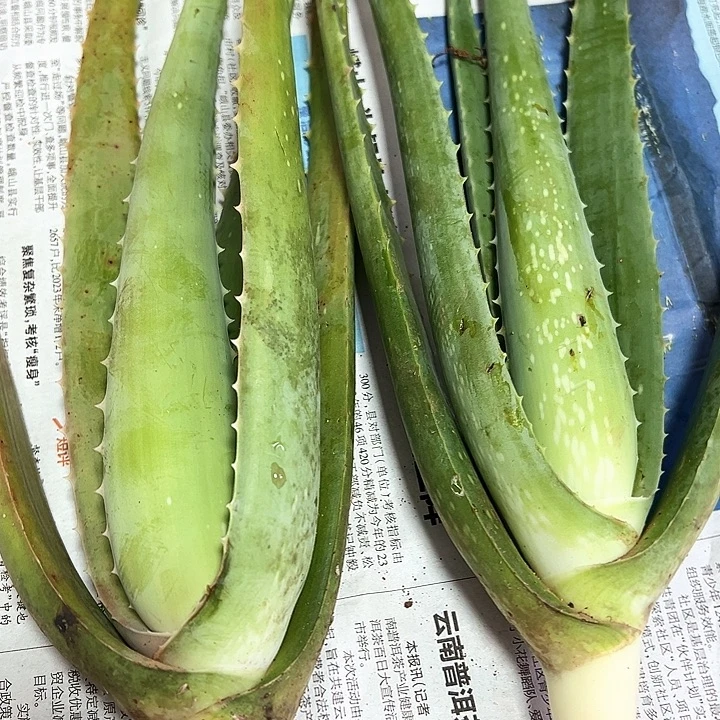 无花朵4颗库拉索小苗