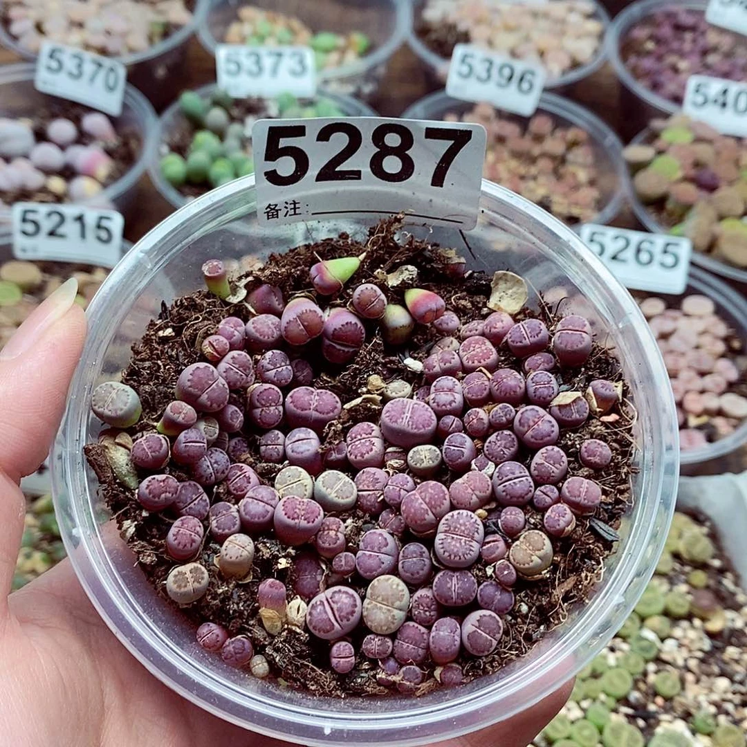 5287紫色啦啦啦啦啦啦