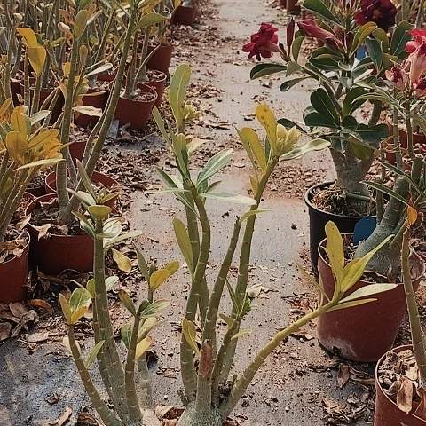 【闪购商品】煎***酱绿植