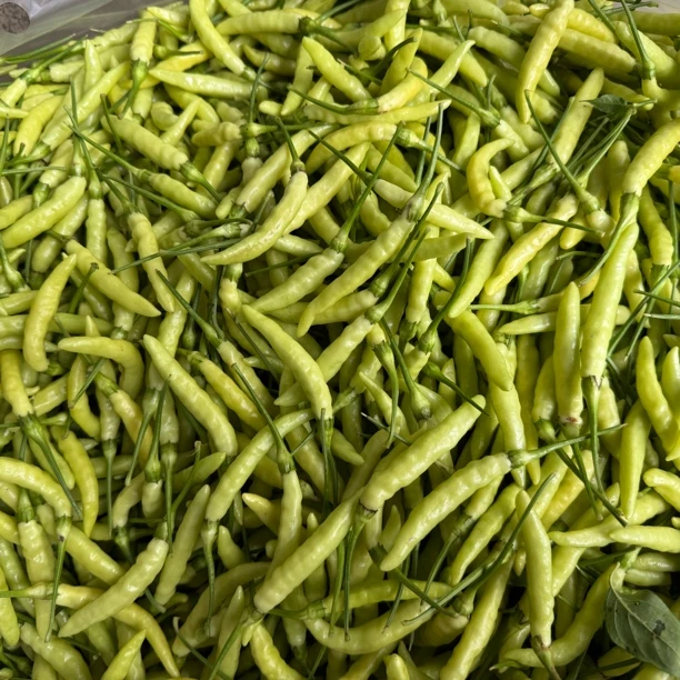 顺丰包邮云南孟定新鲜小米辣野山椒白米椒正宗特辣泡椒现摘现发