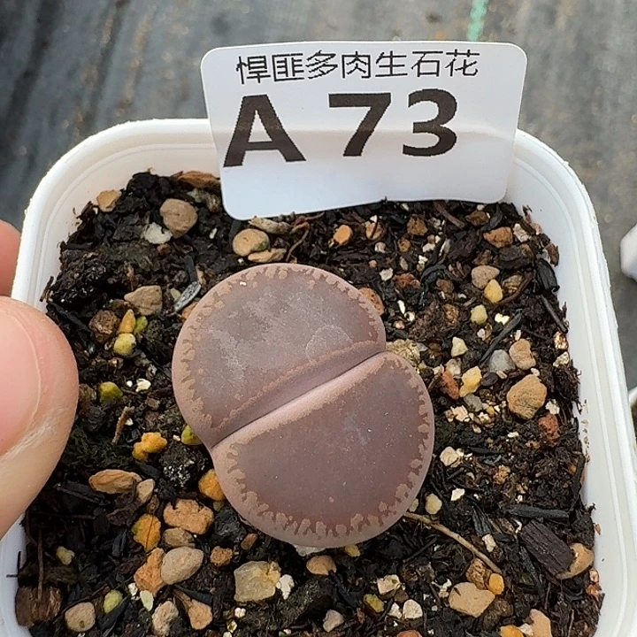 73多肉植物多肉植物