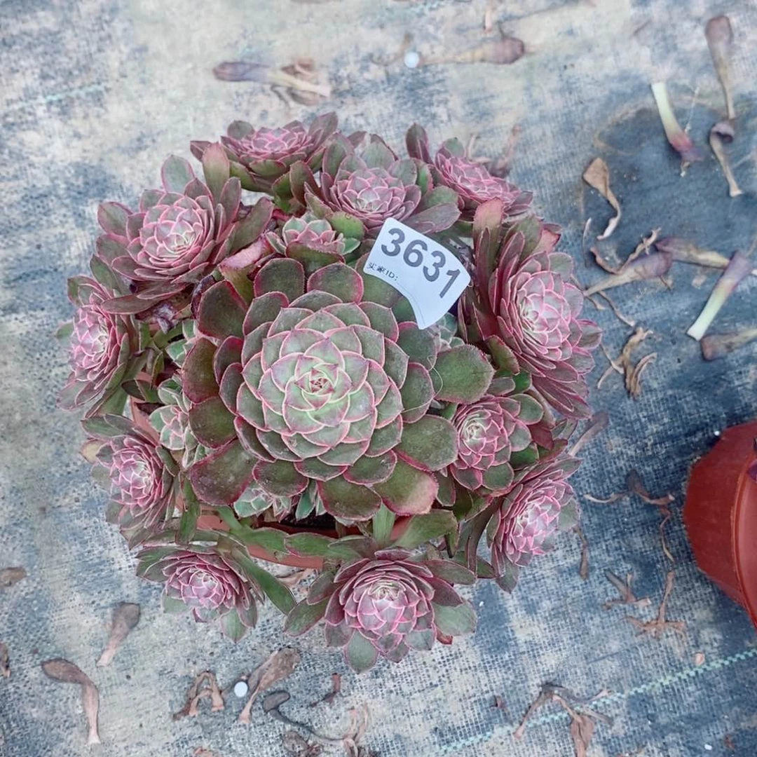 莲花座3631多肉1111