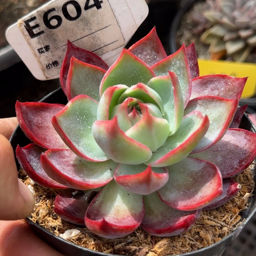 惊鸿一物一拍包装收缩花旱604