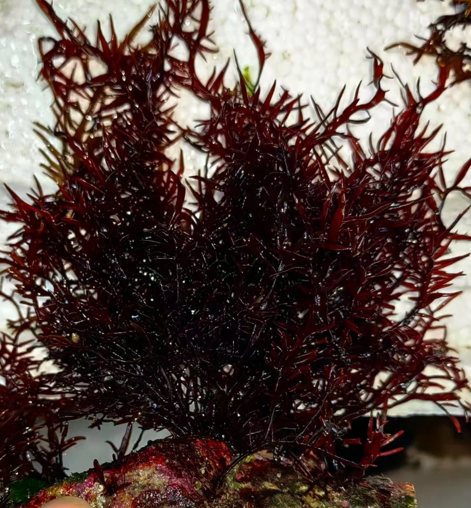 红松针高等藻海缸造景水草