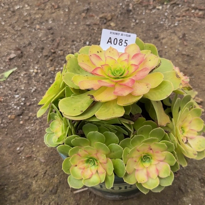 085雨荷。多肉植物