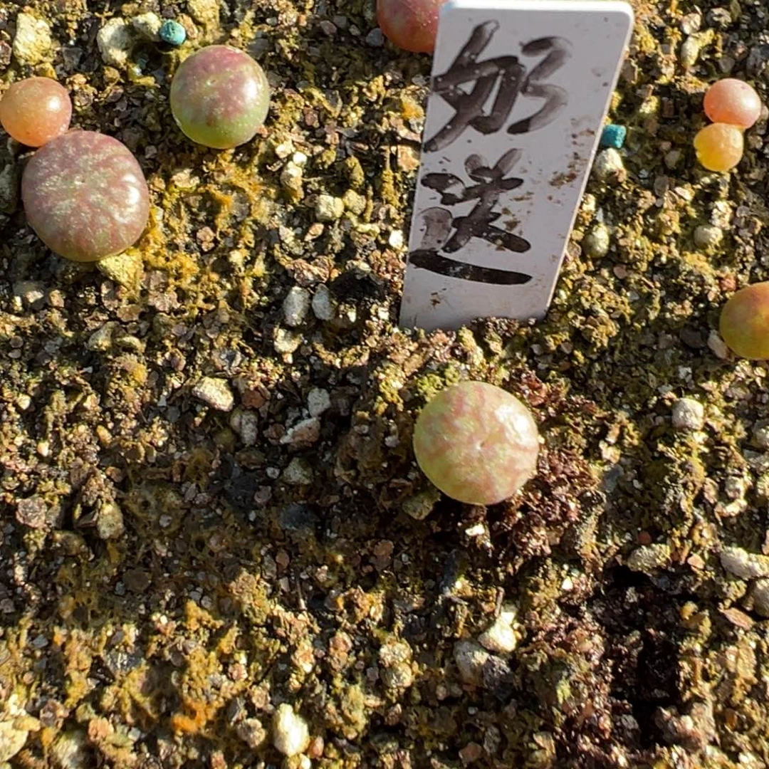 28-110量拍实生送奶工一颗