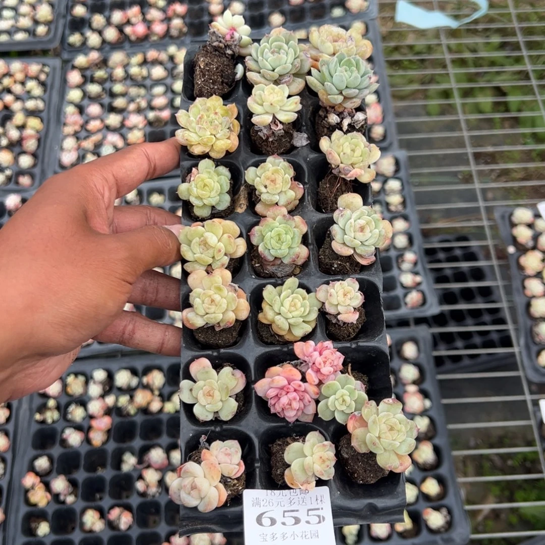 655号 糖心穴盘到手21颗 默认有瑕疵 包生死 不售后