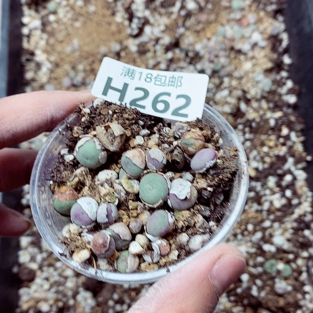 小***点262呃呃呃呃呃呃呃呃呃呃呃呃呃