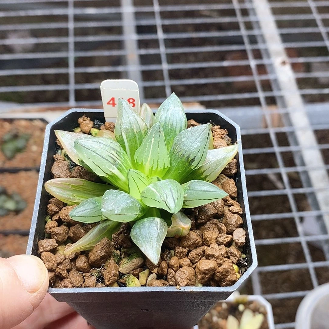 红陶心****红418号西瓜锦一物一拍