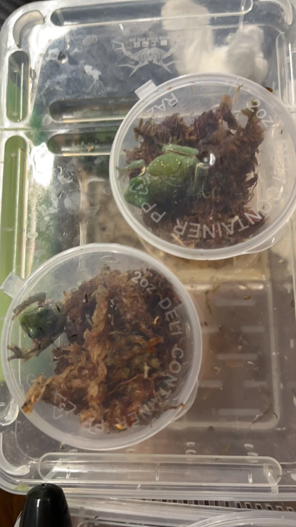 乐一爬宠 蓝姥爷树蛙两只福利