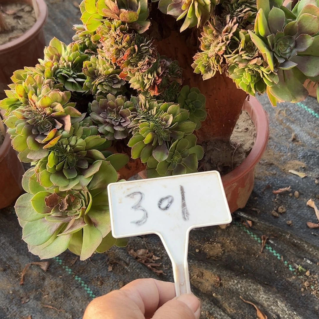 多肉植物万圣节缀花301