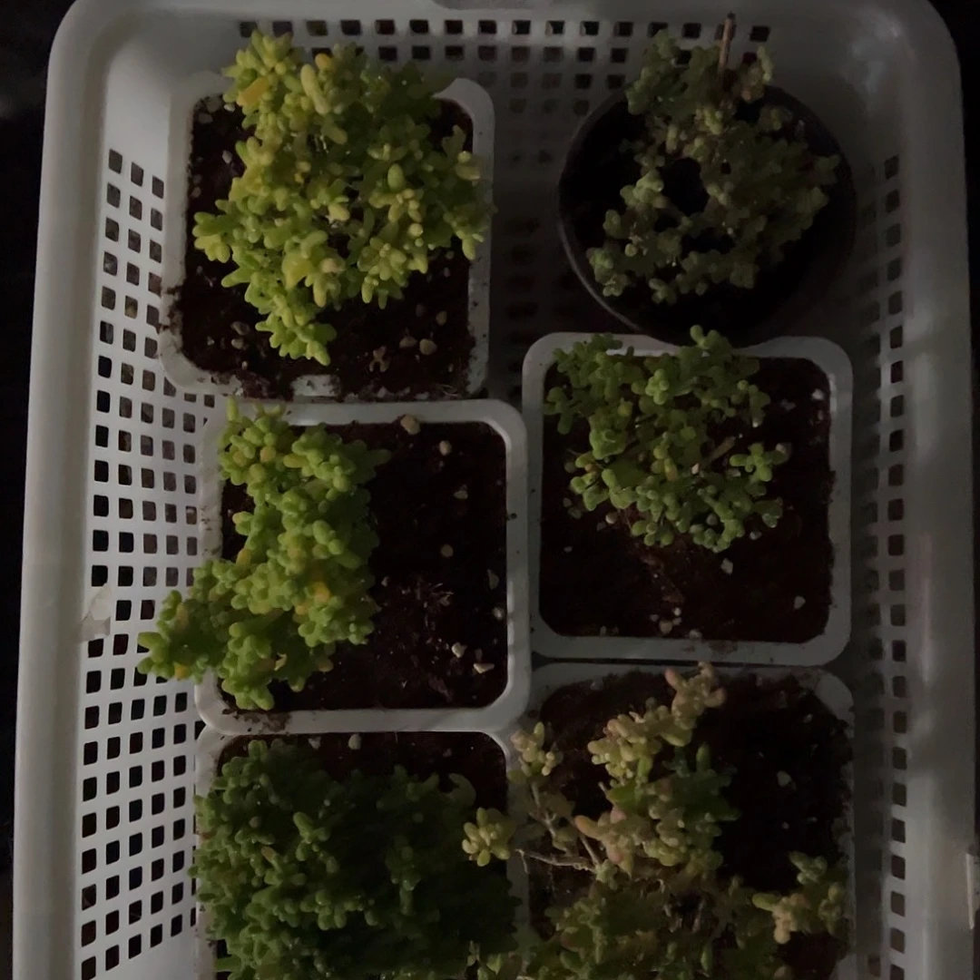 金桔套餐下播福利精品系列