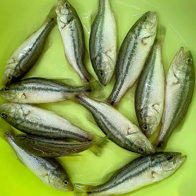 鲈鱼加洲鲈鱼淡水养殖路亚苗活体观赏鱼水族大口黑鲈鲈鱼苗