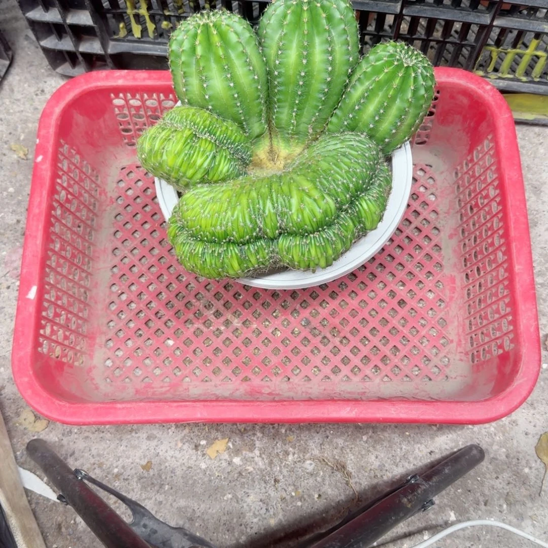 无花朵彩草哈哈哈哈哈哈哈哈哈哈