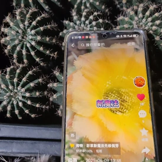 仙人球彩草新魔法侧芽