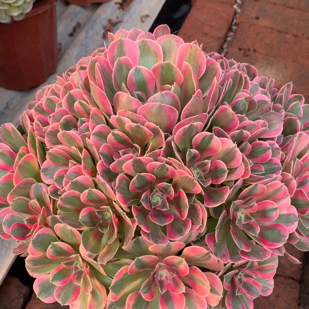 妖月捧花，多肉植物