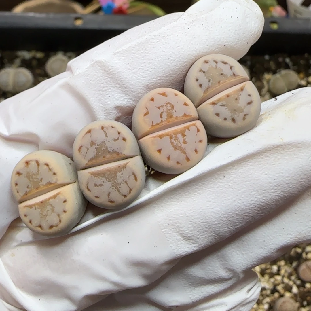 1.4.pv491粉唇.9020福利