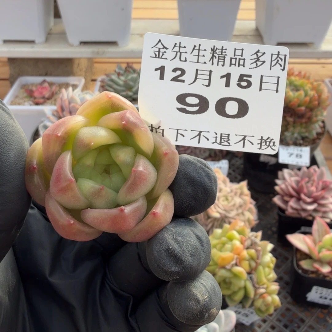 1215-90晴空珍妮锦头盖