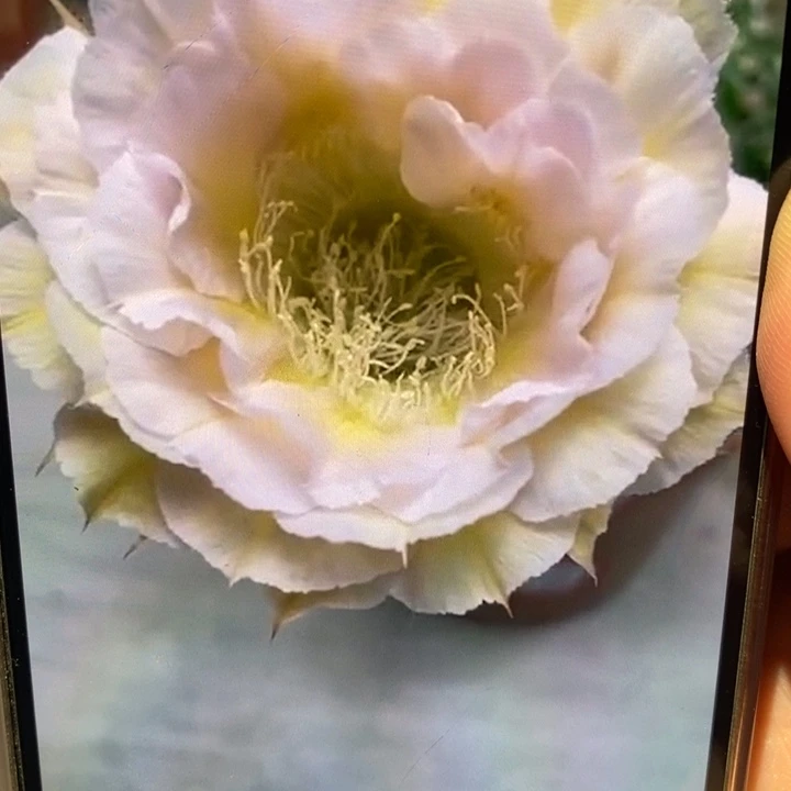 彩草526号侧芽3公分左右