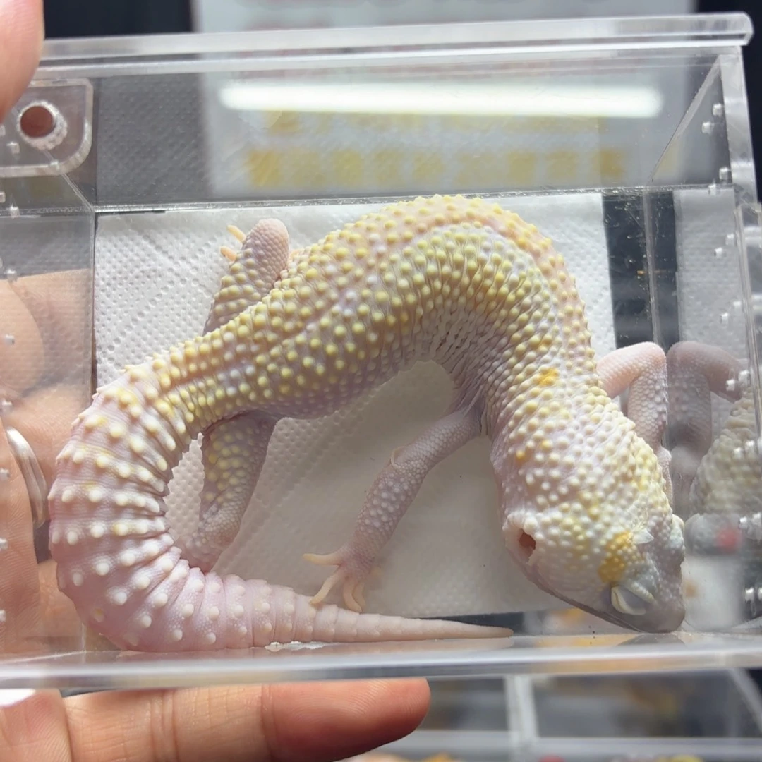 豹纹守宫川普白黄