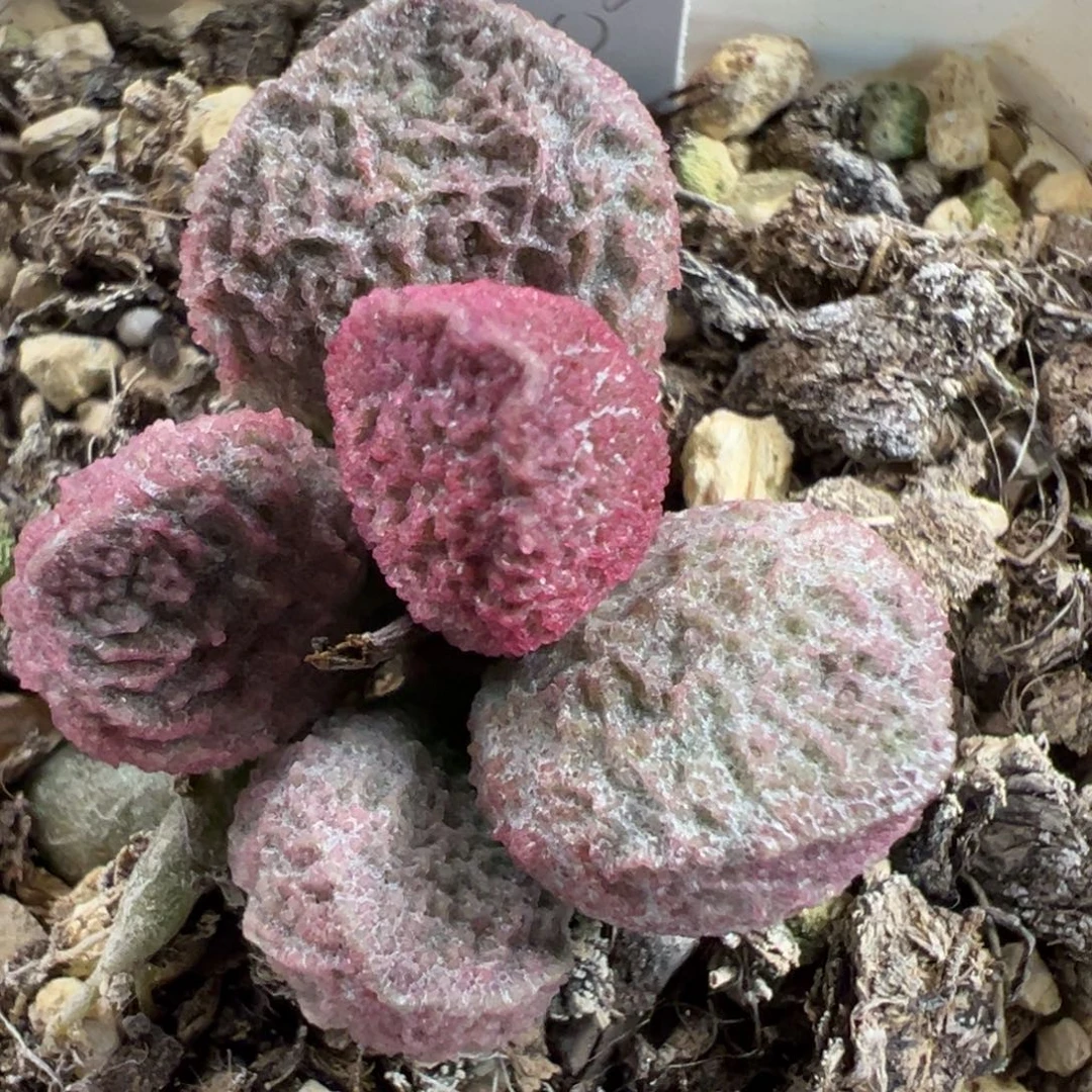 粉色网格纹实生新品多肉植物水泡多肉植物