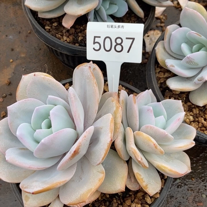 5087。   奶茶双头