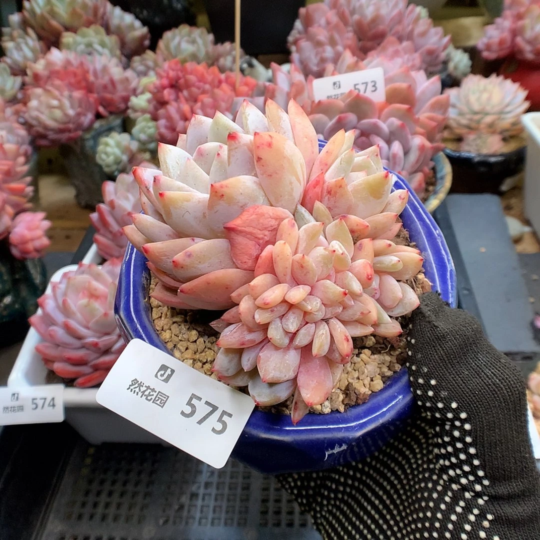 575雪天使多肉植物6666