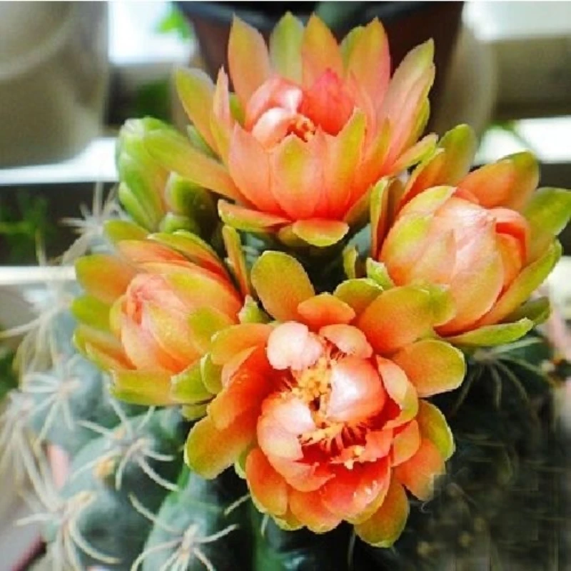 菲花玉仙人球好养活绯花玉小盆栽桌面绿植防辐射多肉植物室内开花