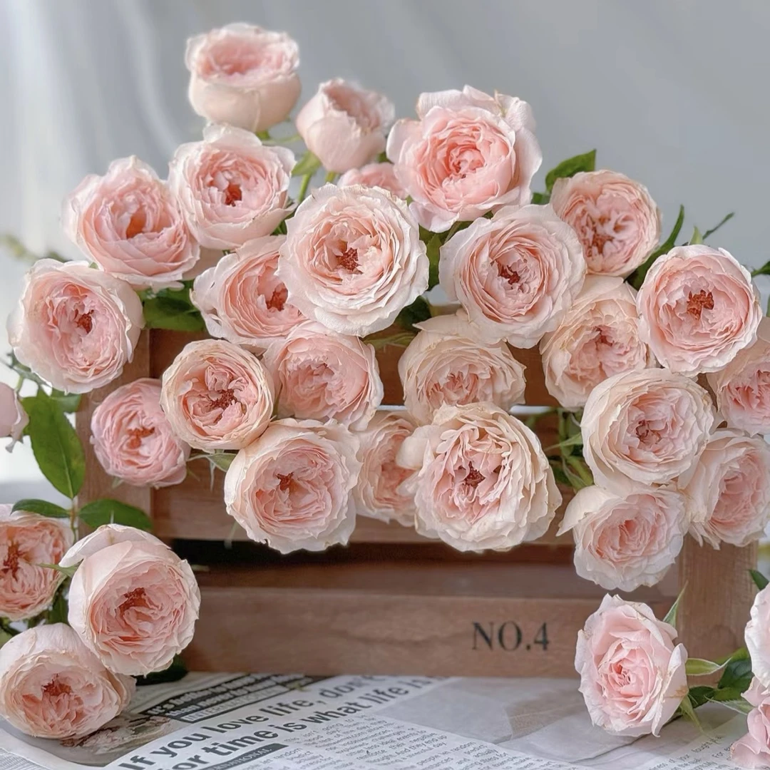 10枝玉脂多头玫瑰【两单京东或顺丰包邮】云南鲜花基地直发